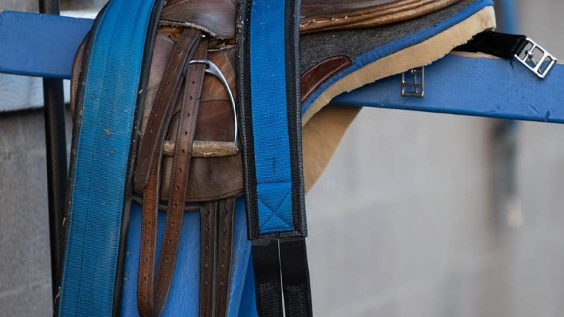 Study: Young Thoroughbreds Show Mixed Behavioral Changes After Pre-Training 
