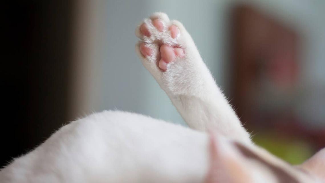 Calico Cat With Special Needs Has the Sweetest, Silliest Smile 