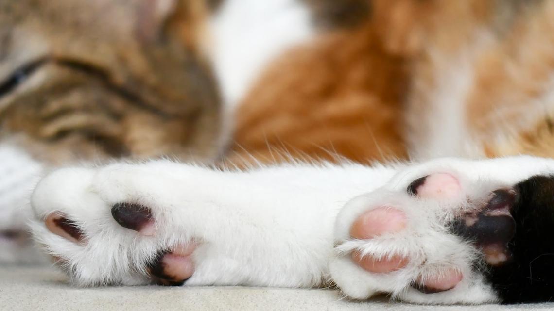 Gigantic Calico Cat Looks Like She's Missing Pants With a 'Winnie the Pooh Belly' 