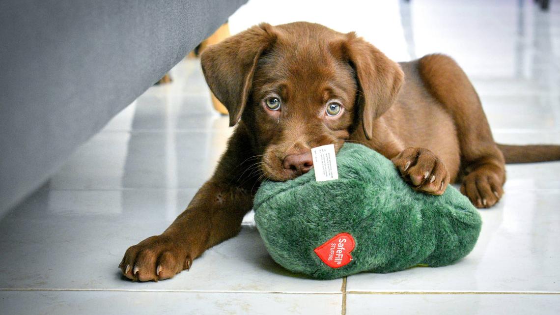 Experts Name the No. 1 Companion Dog: A 'Highly Intuitive, Sensitive Breed' 