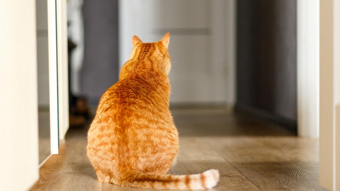 Family Makes a Big Home Update for Their Blind Cat-and His Reaction Is Everything 