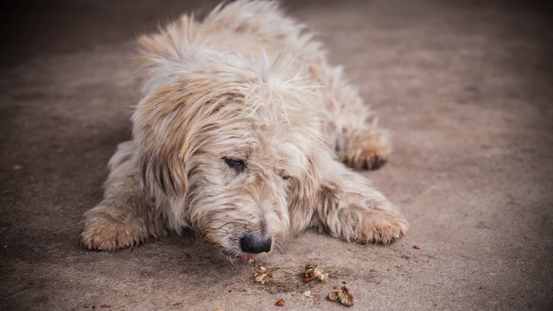 Lost Dog Pulled From San Diego Storm Drain And Reunited With Parents After Being Missing for Over a Month 