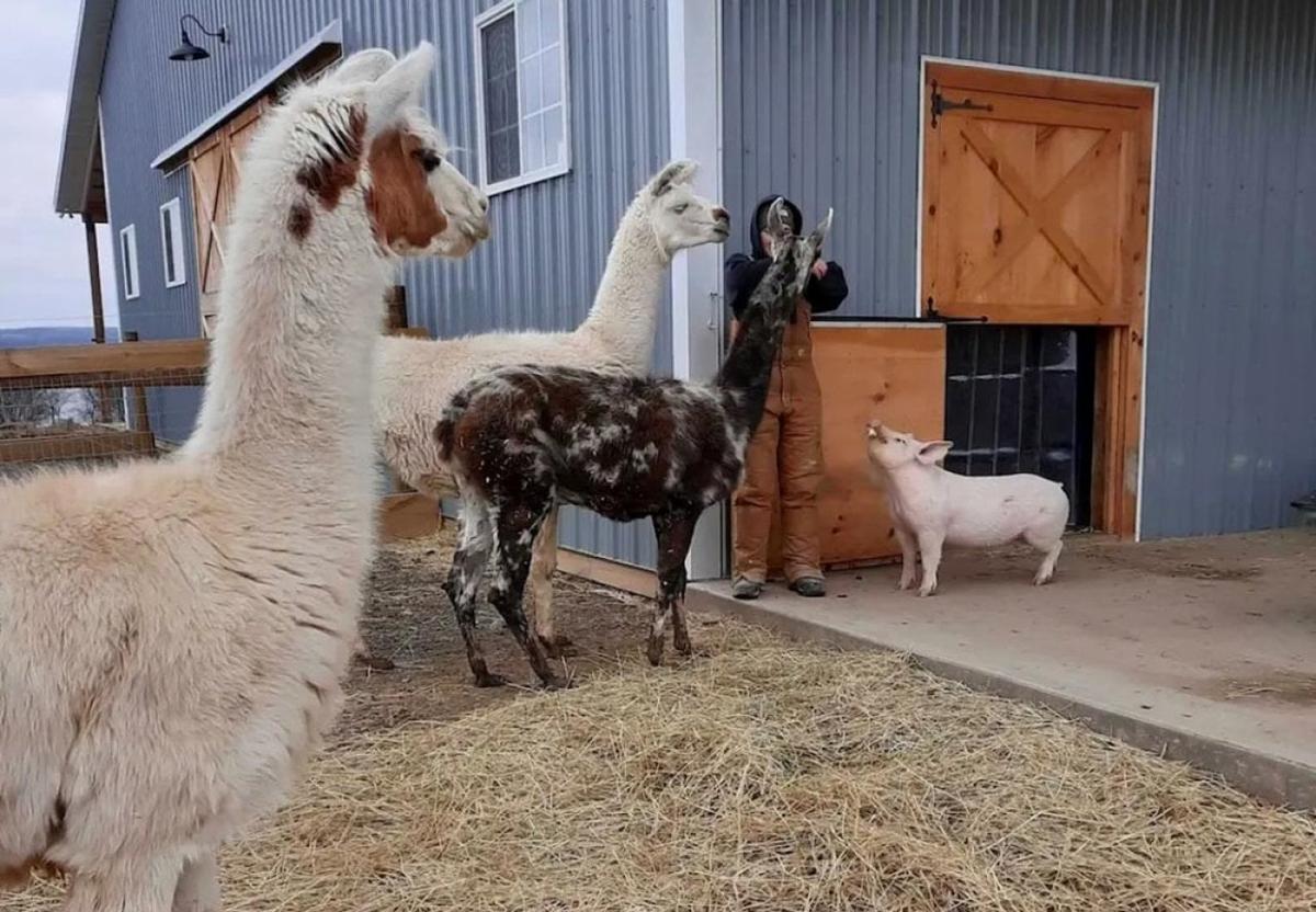  Courtesy of Mission Barns 