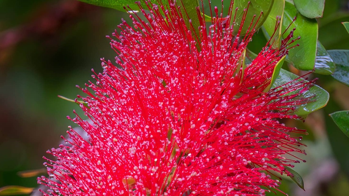 Where Have All the Hummingbirds Gone? Here's Why They Disappear in Midsummer 
