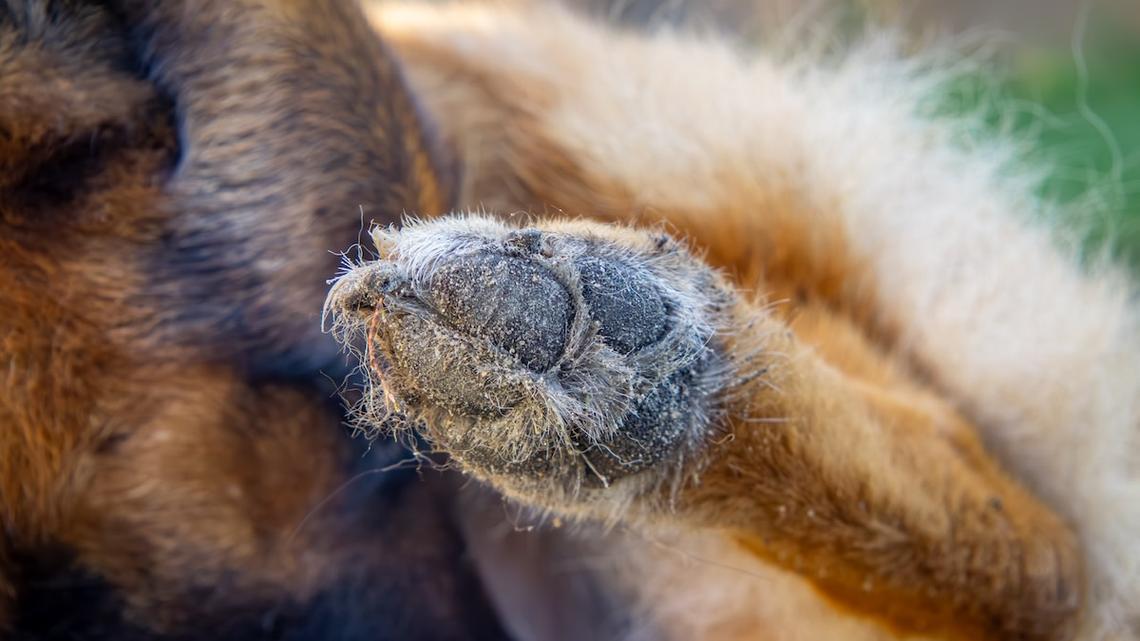 Cattle Dog Shepherd Mix's Long Snoot Makes Him Look Like a Ghost Anteater