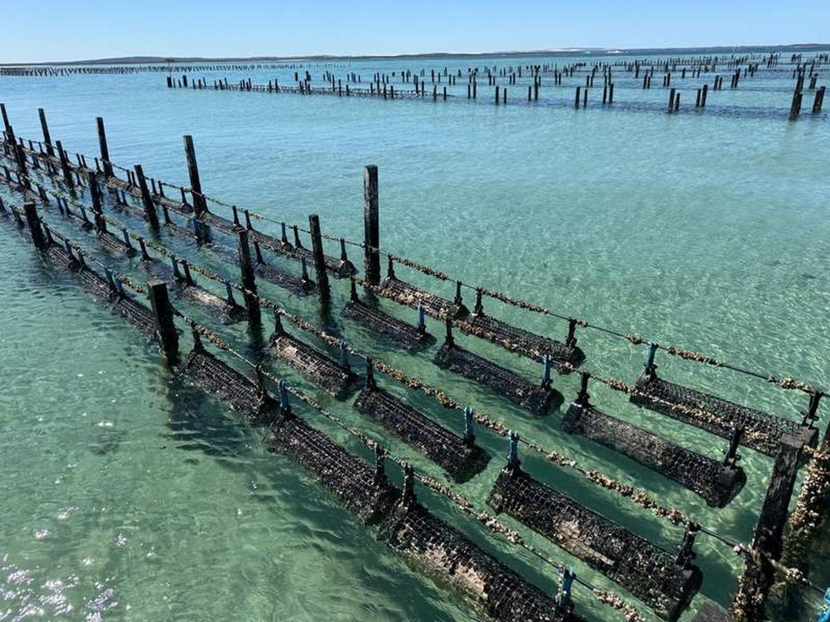  Rows of fresh oysters at the Coffin Bay oyster farm. Photo credit: Kathryn Anderson 