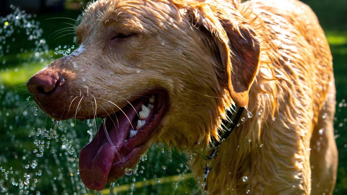 Dog enjoying being splashed with water.
