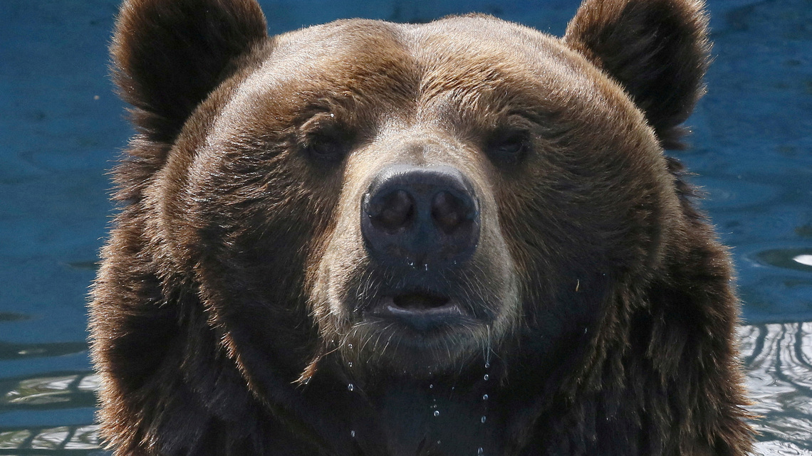 Russia cracks down on AI bears as real attacks spread fear