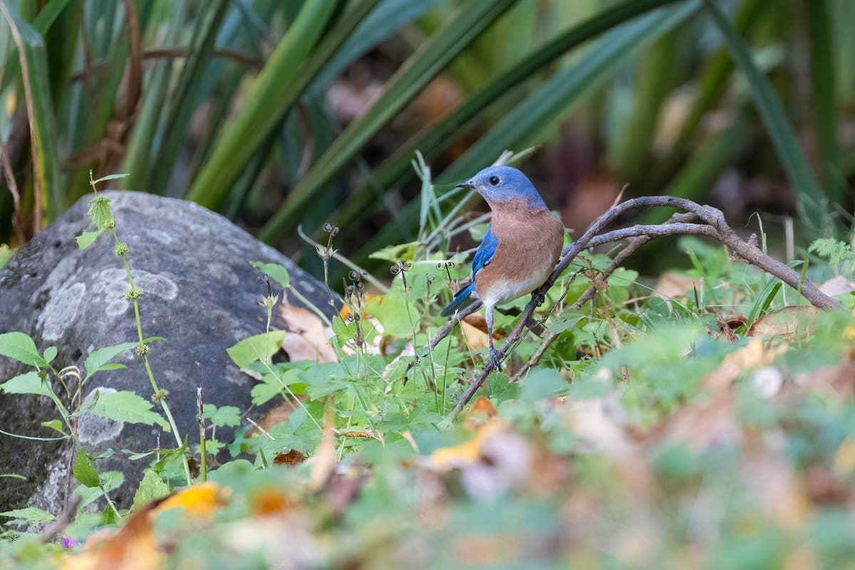  Birds are drawn to yards with open space, food sources, and suitable nesting areas.
