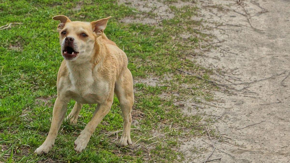 Can I report excessive barking from a Modesto neighbor’s dog? Take these steps