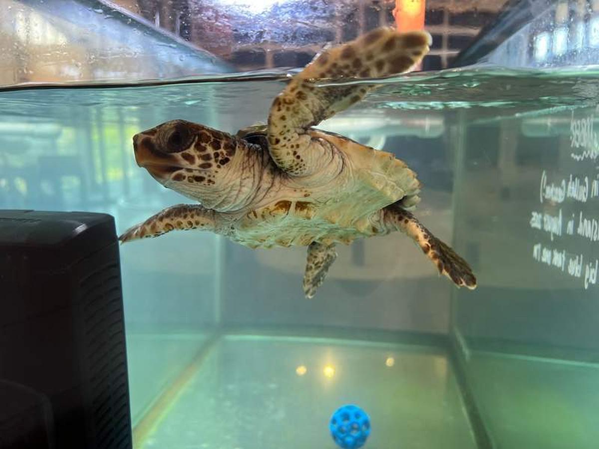  A turtle in rehab. Photo credit: Karyn Locke 