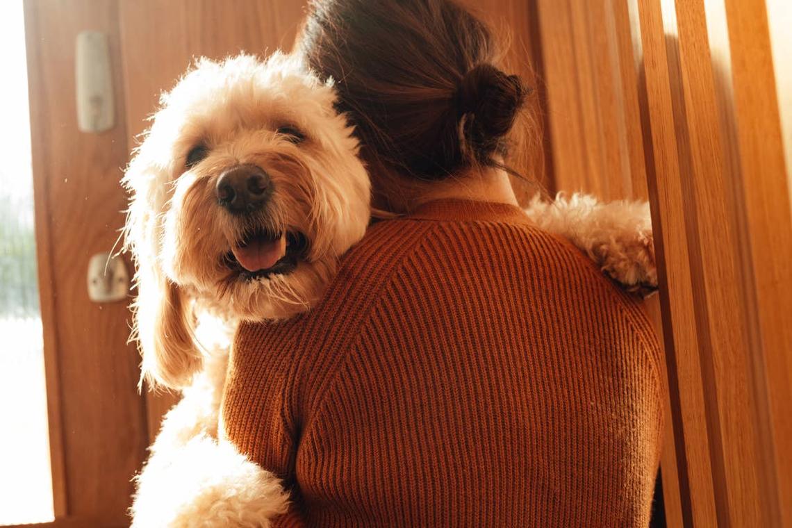  A rescue dog who trusts its owner. 