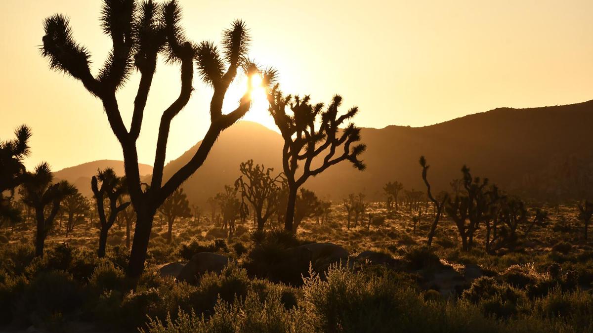 After enduring months of long, dark winter evenings, some will rejoice at the extra hour of daylight arriving Sunday, March 8, 2026, while others will mourn lost sleep. (Christopher Reynolds/Los Angeles Times/TNS)