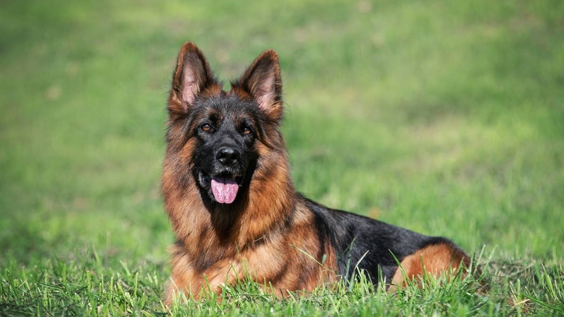 German Shepherd and Emu Bestie Play the Cutest Game of Zoomie Tag