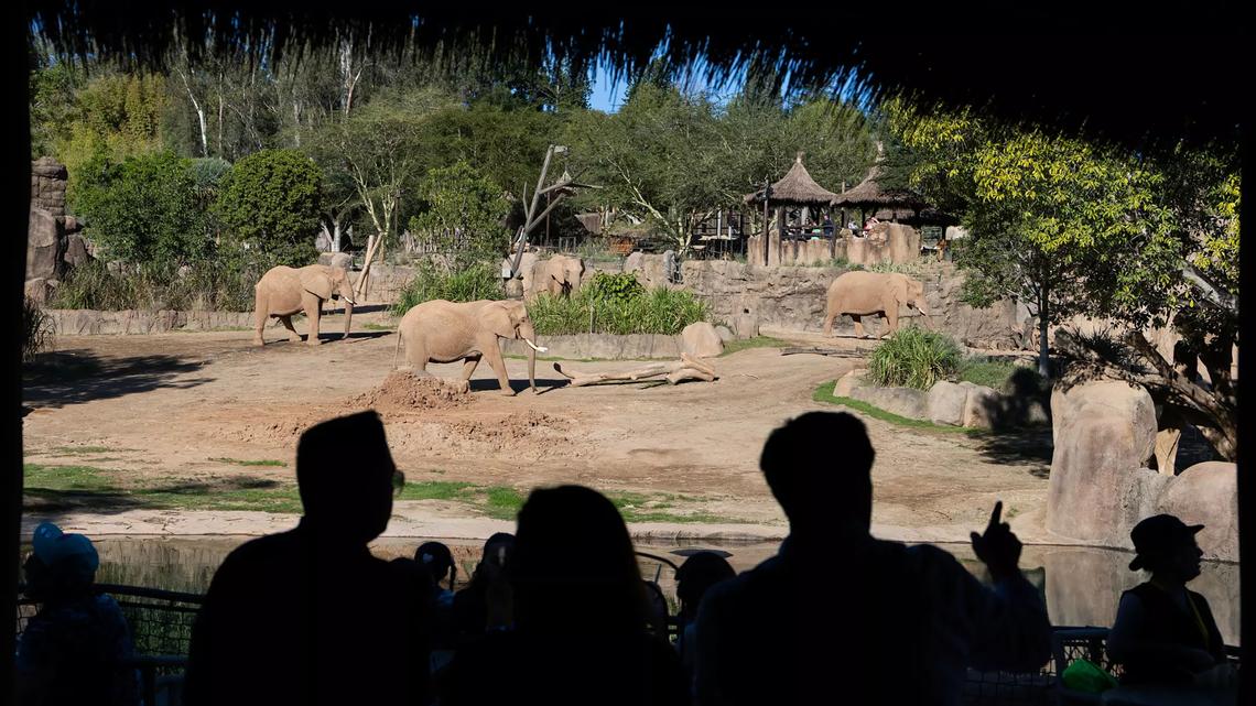 So close you can see elephant eyelashes? Welcome to San Diego's Elephant Valley 