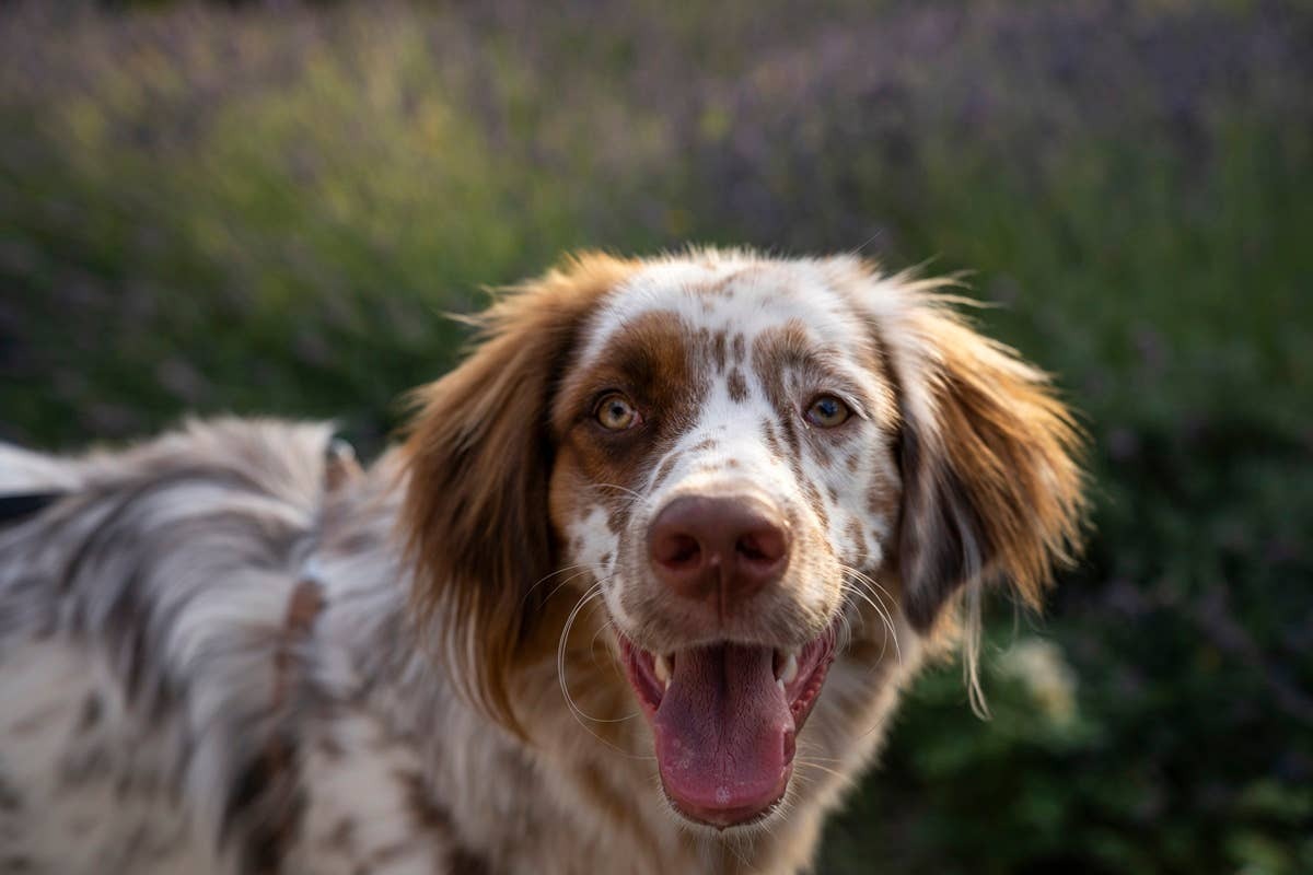 An English Springer Spaniel enjoying an active day outdoors.