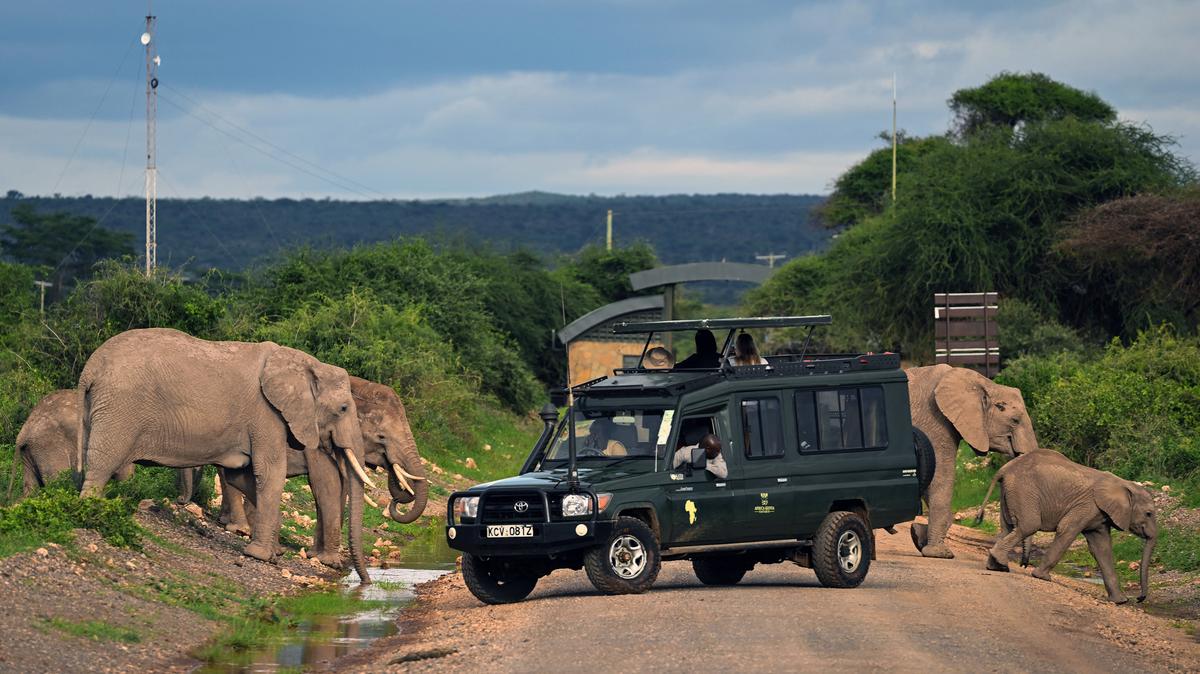 Elephants cross a road near tourists in a safari vehicle in Amboseli National Park, Kenya on May 1, 2023. (Andrew Caballero-Reynolds/AFP/Getty Images/TNS)