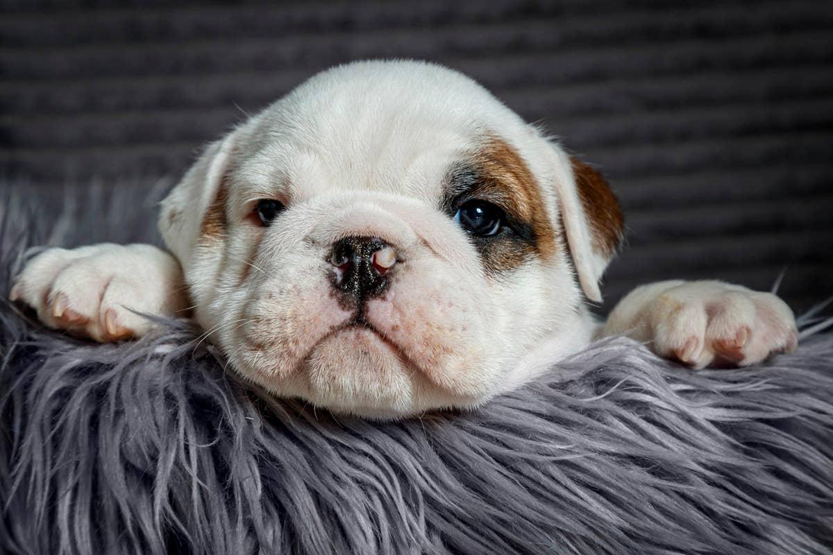  A calm puppy breed with a laidback attitude, just like May-born people.
