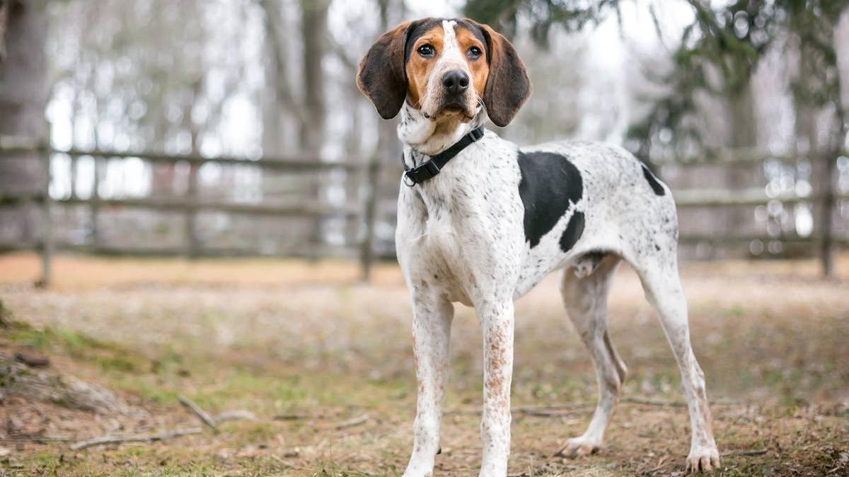 Treeing Walker Coonhound outside.