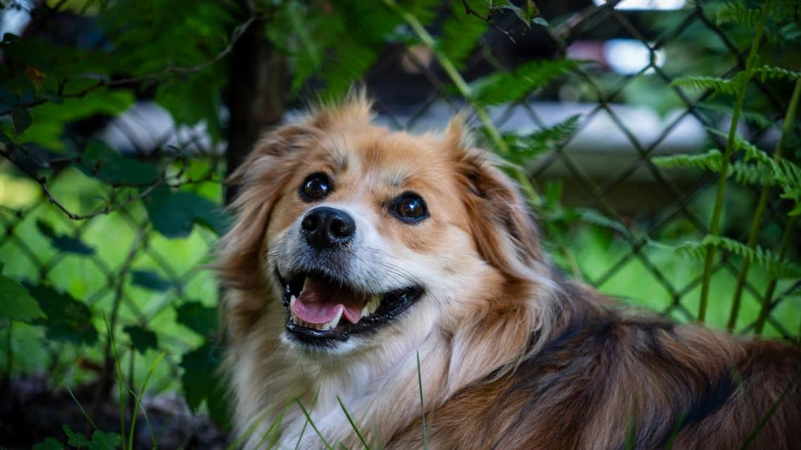 Heroic Mystery Dog Leads Police to Missing Louisville 3-Year-Old Before Vanishing Without a Trace 