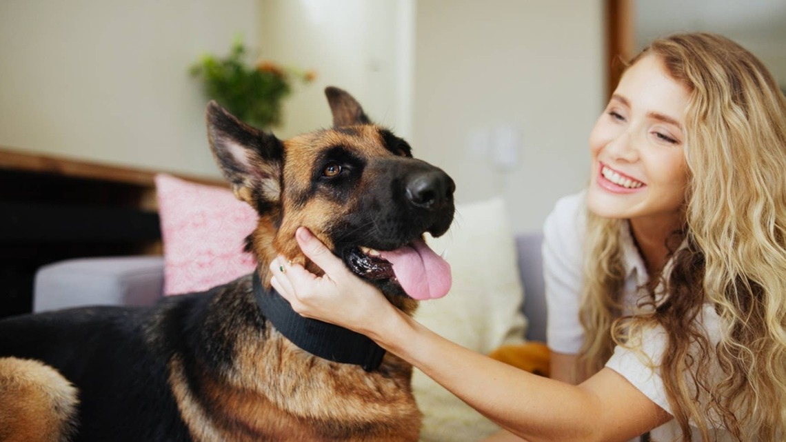 6 Fierce But Friendly Dog Breeds That Are Protective and Family-Oriented Pets, According to Experts 
