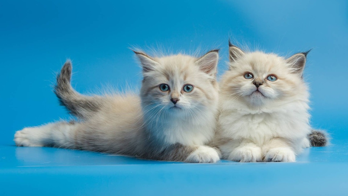 Siberian Cat Siblings Hold Hands for the Sweetest Nap Ever 