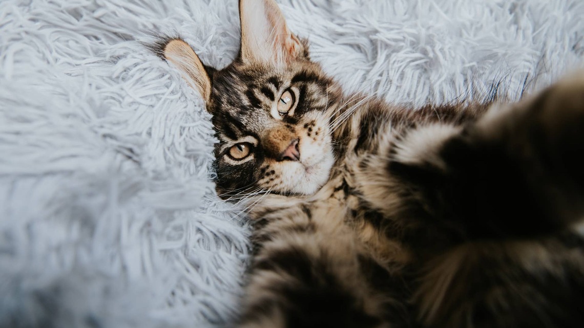 Mama Maine Coon Has Had It With Her Kittens, and the Drama Is Everything 