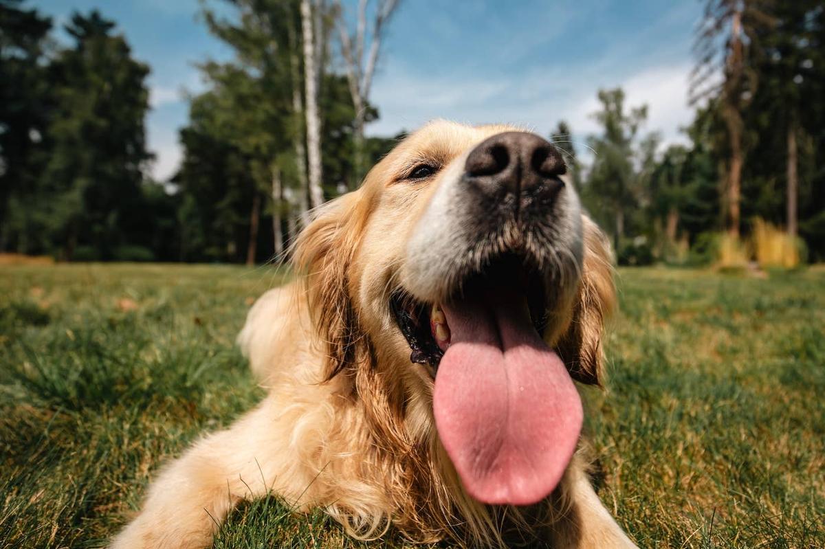  Golden Retriever with tongue out.