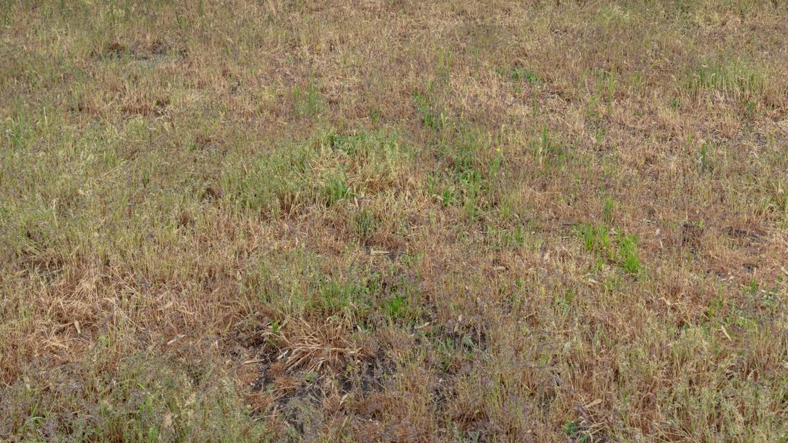 Your Neighbor's Lawn Is Green-Yours Isn't. Here's Why 