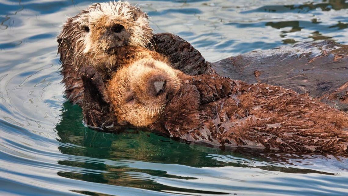 A sea otter pup floating with their mother in the water. 