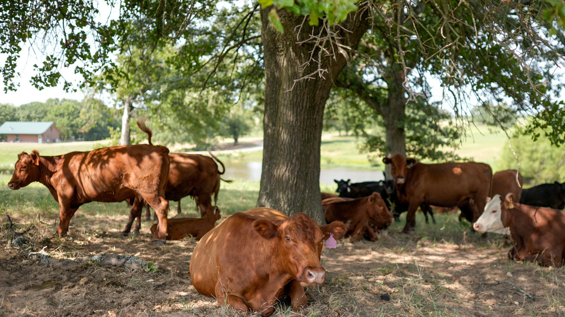 Over 160k pounds of beef, pork, goat recalled from NC company 