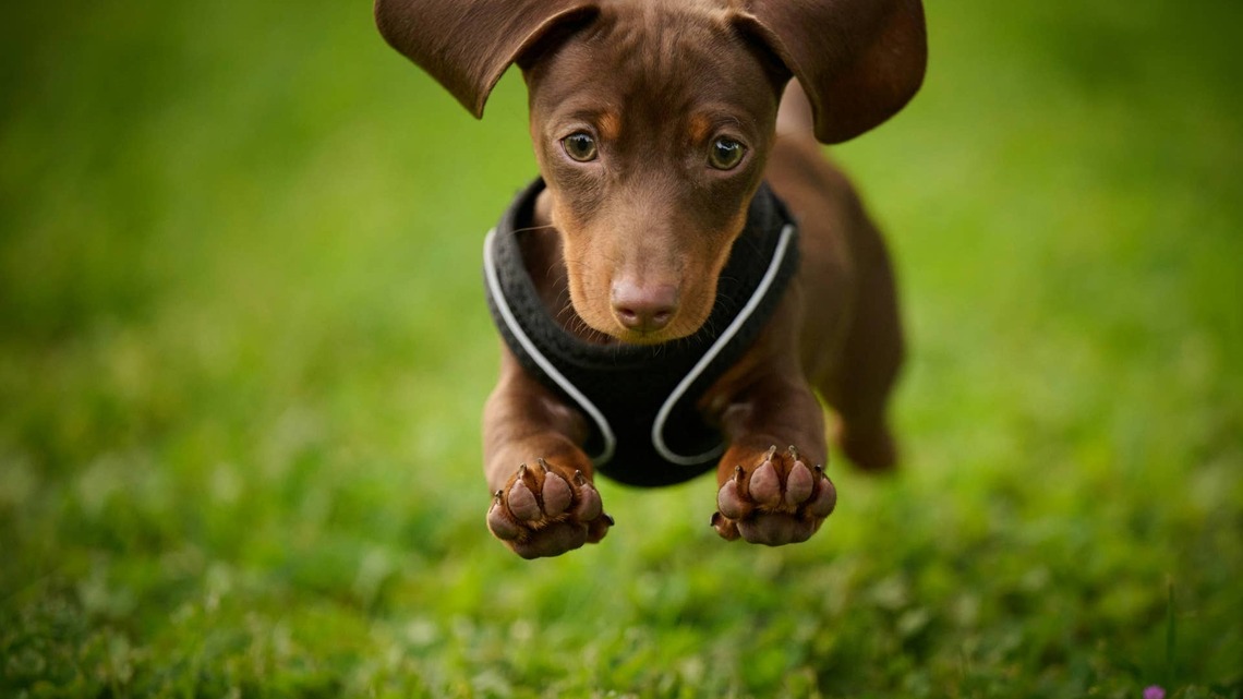 Tiny Dapple Dachshund Puppy Trotting Down the Hallway Is Basically ‘All Ears and No Gears' 