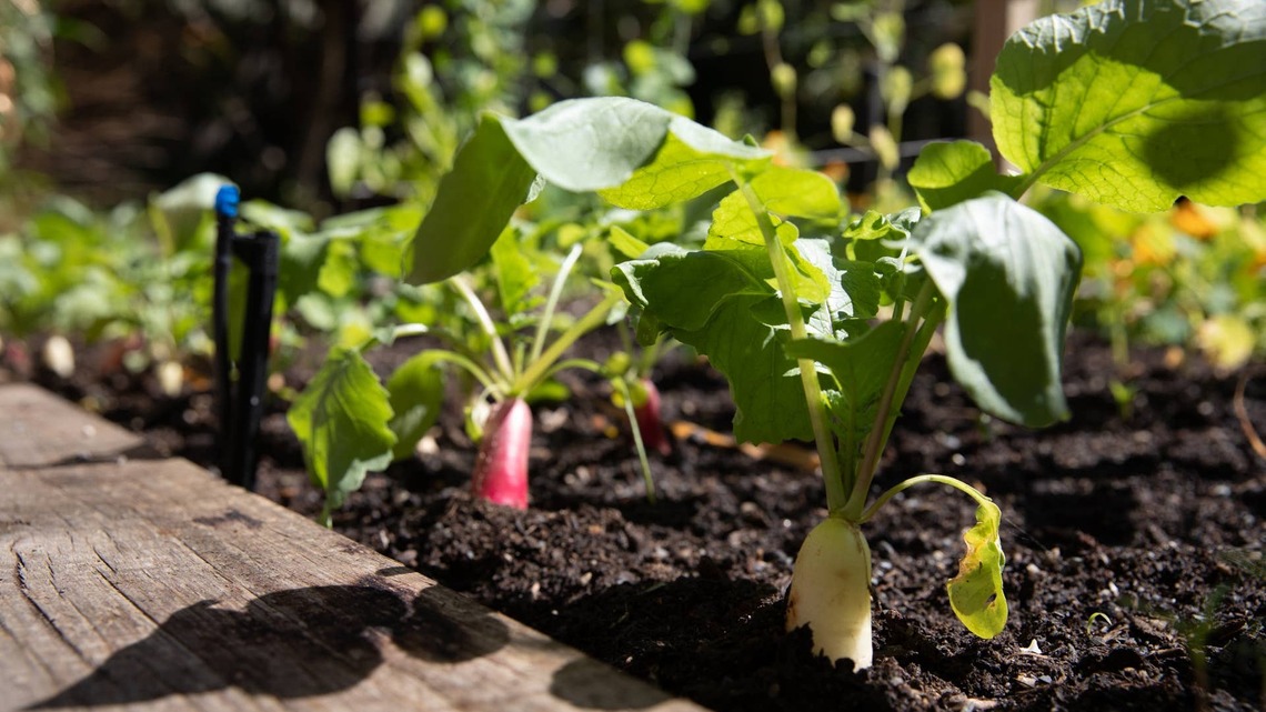 Want a Bumper Fall Harvest? These Are the 6 Best Succession Crops to Sow Right Now 