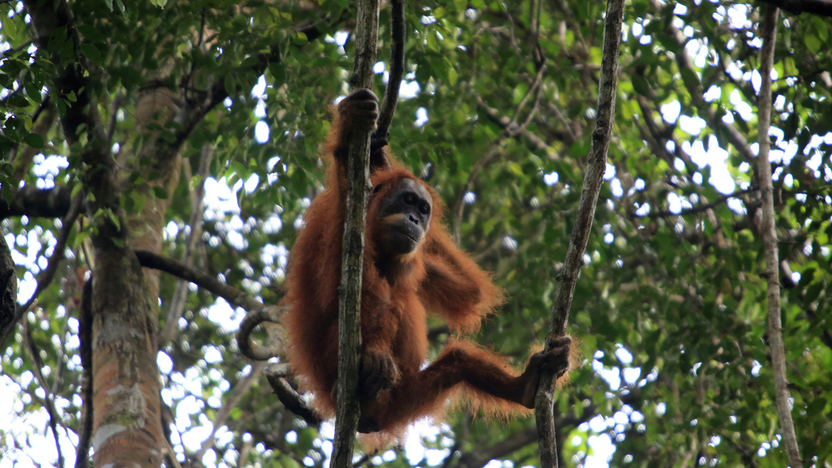 FILE PHOTO: A wild orangutan of Sumatra hangs on a tree at the Soraya Research Station in the Leuser Ecosystem Area, Subulussalam, Aceh province, Indonesia March 14, 2021. Syifa Yulinnas/Antara Foto via REUTERS/File Photo