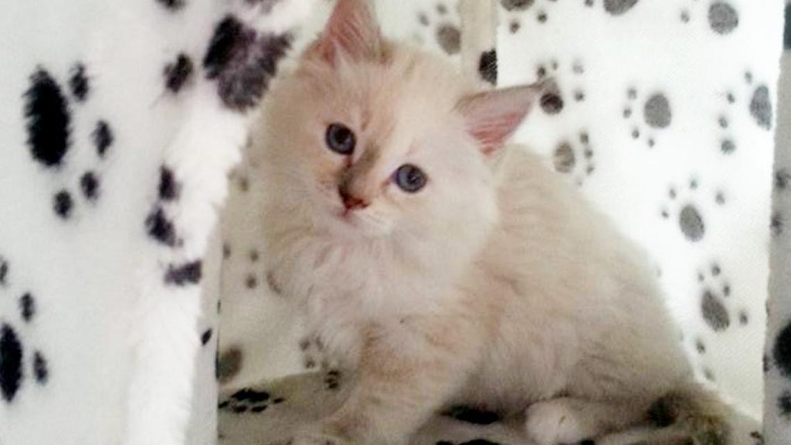 Binky the cat. (Warren Croft via SWNS). 