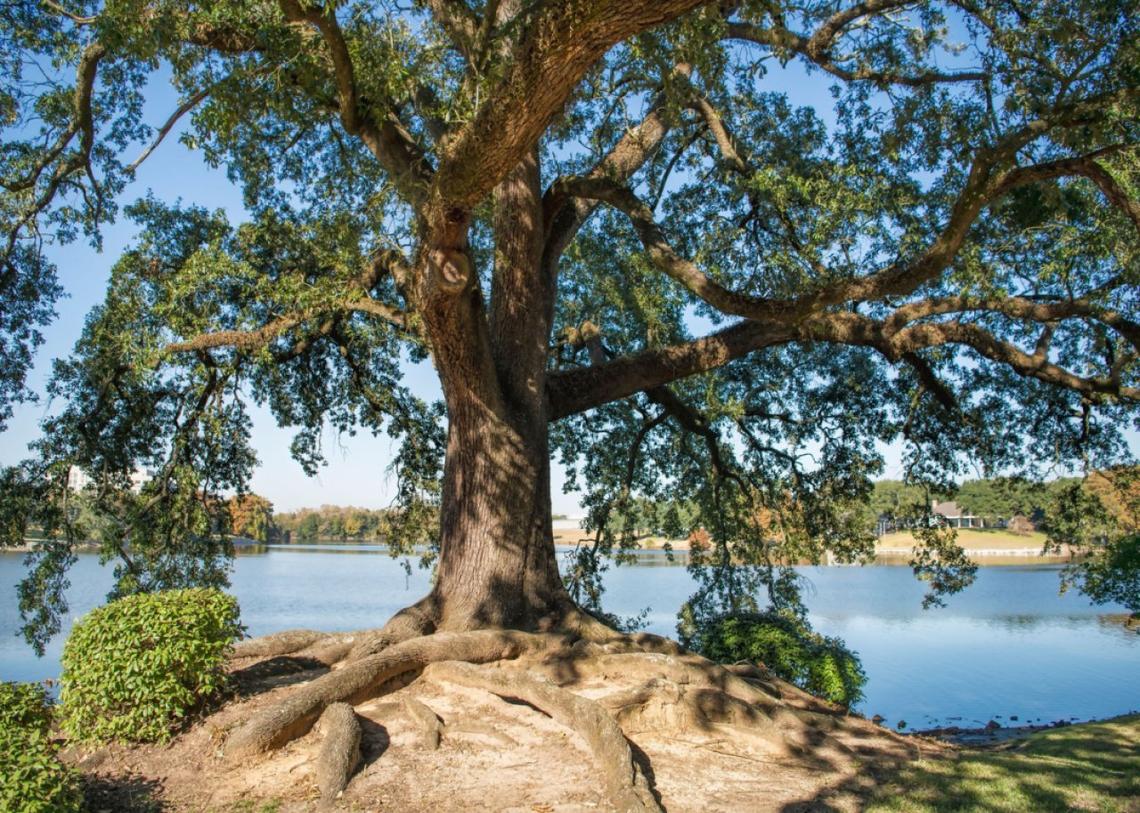  Bonnie Taylor Barry // Shutterstock 