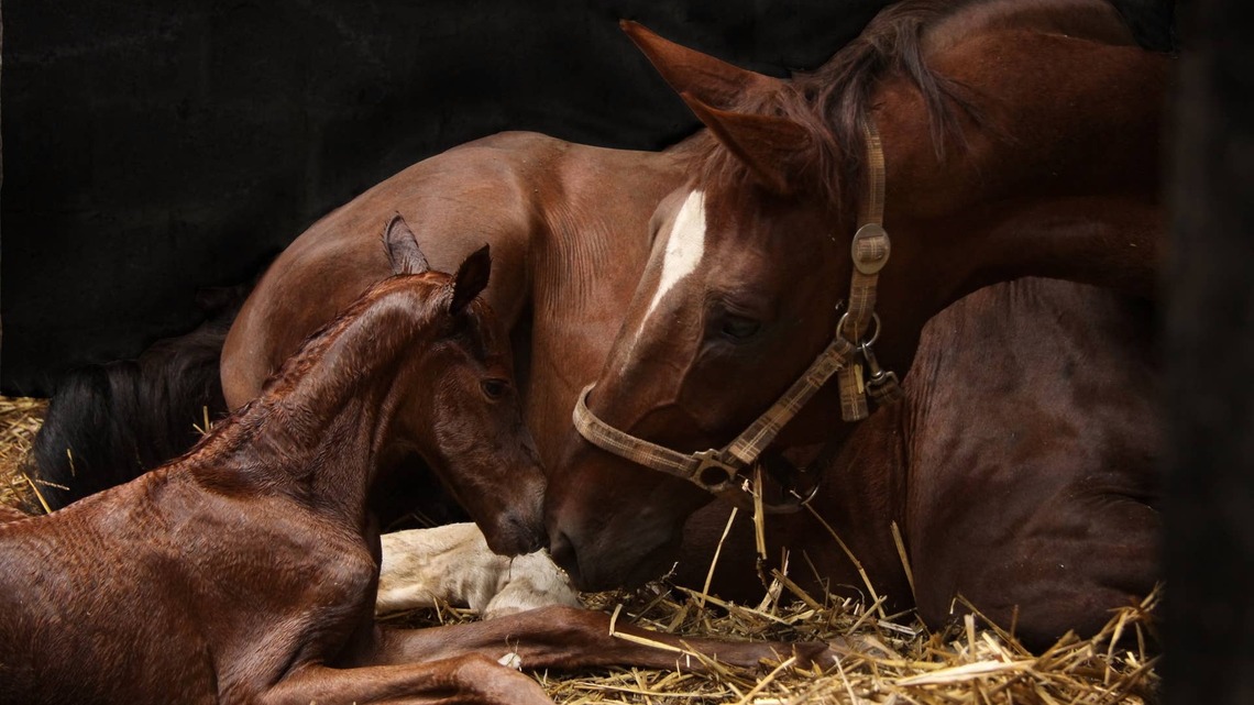 Study: AI-Powered Camera System Predicts Nearly 95 Percent Of Thoroughbred Foalings 