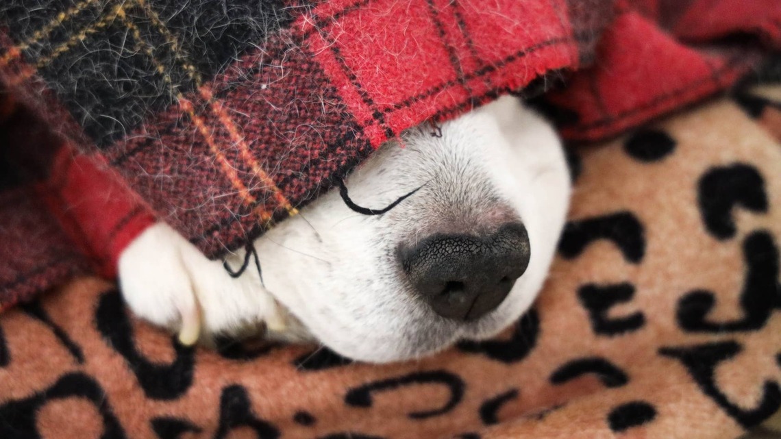 If Your Senior Dog Starts Doing This When Temperatures Drop, Don't Ignore It 
