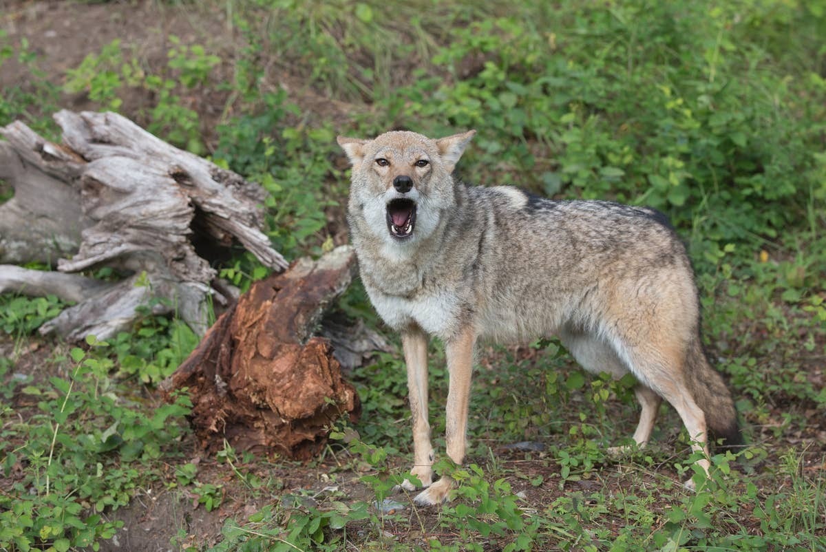  Coyotes rarely direct vocal warnings at humans.