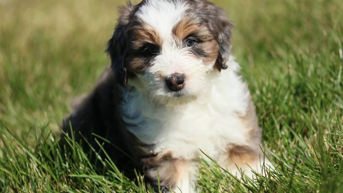 Mini Bernedoodle Puppy's Dramatic Reaction to a Blueberry is Pure Entertainment 