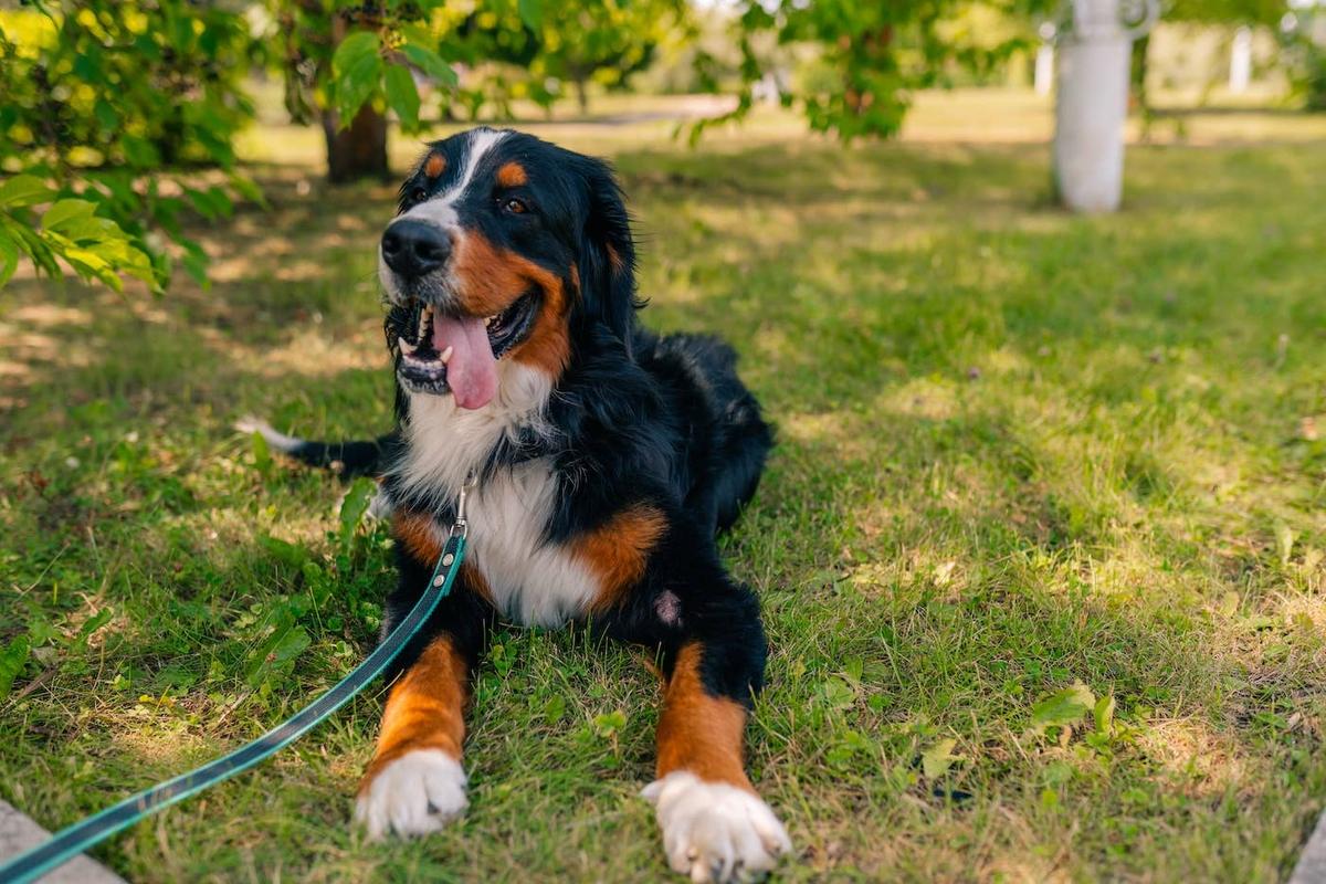  A Bernese Mountain Dog lying in the grass.