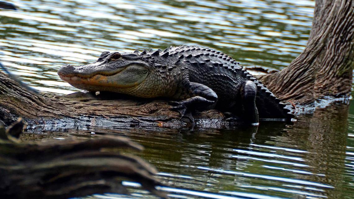 7 Best Places to See Alligators in South Carolina