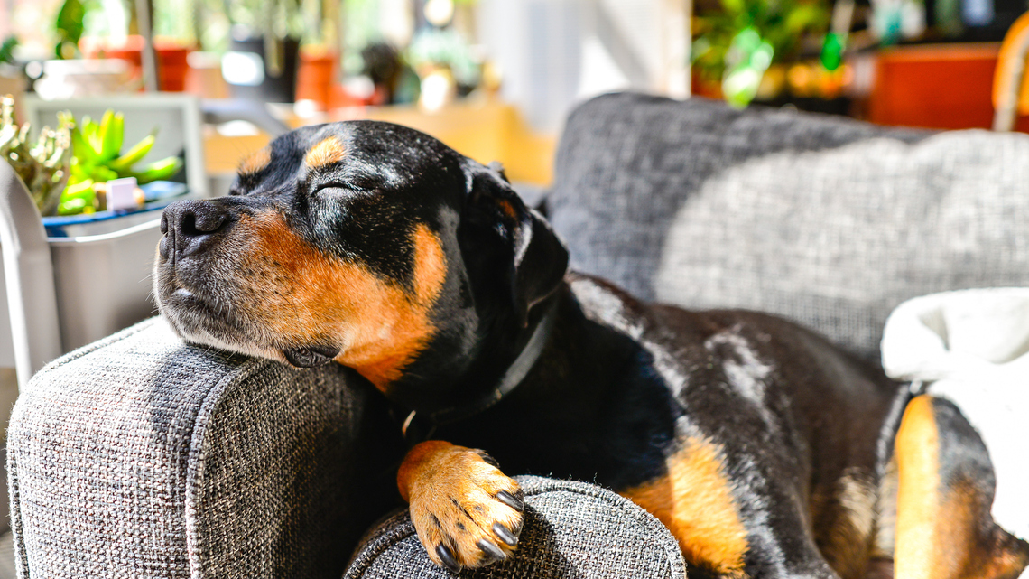 8 Pet-Friendly Couches for $700 or Less That'll Keep Your Home Looking Better 