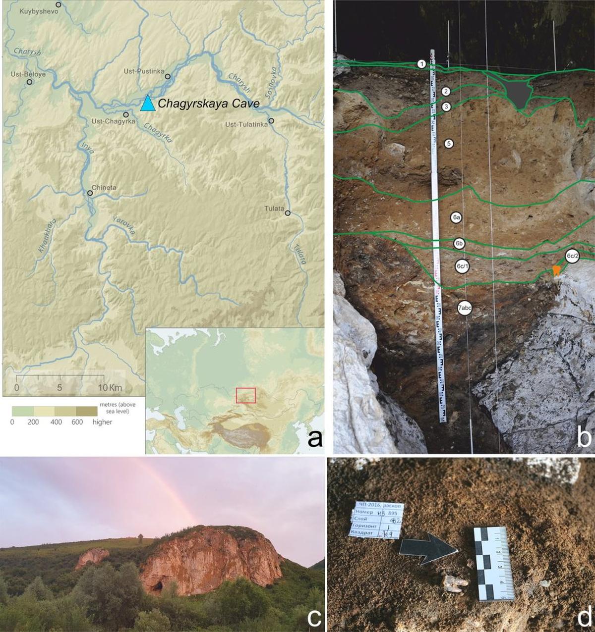  Chagyrskaya Cave, southwestern Siberia, Russia. a. cave location map; b. stratigraphic sequence with Chagyrskaya 64 molar discovery location indicated in orange; c. general view of the cave; d. discovery location of the Chagyrskaya 64 molar in situ in Layer 6c/2. (Zubova et al. 2026 via SWNS) 