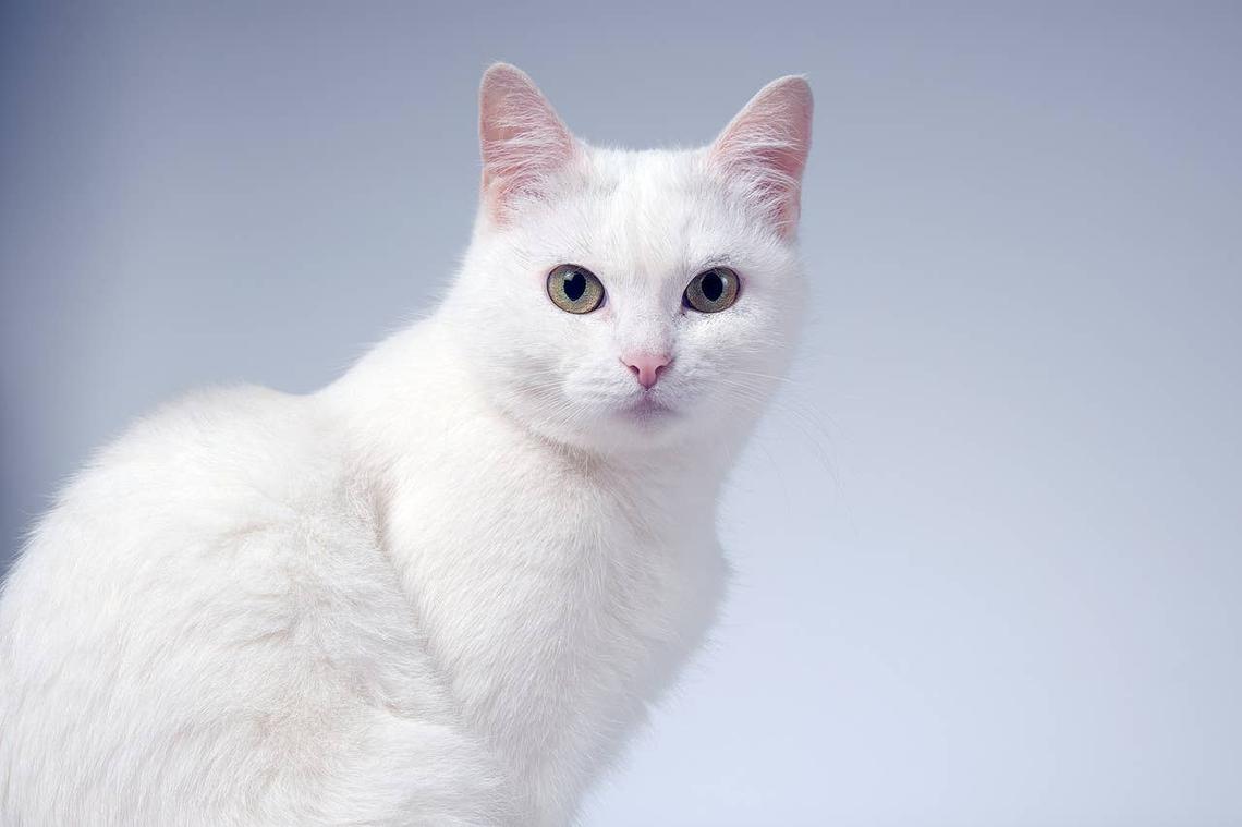  An easy-to-care-for white cat sitting. 