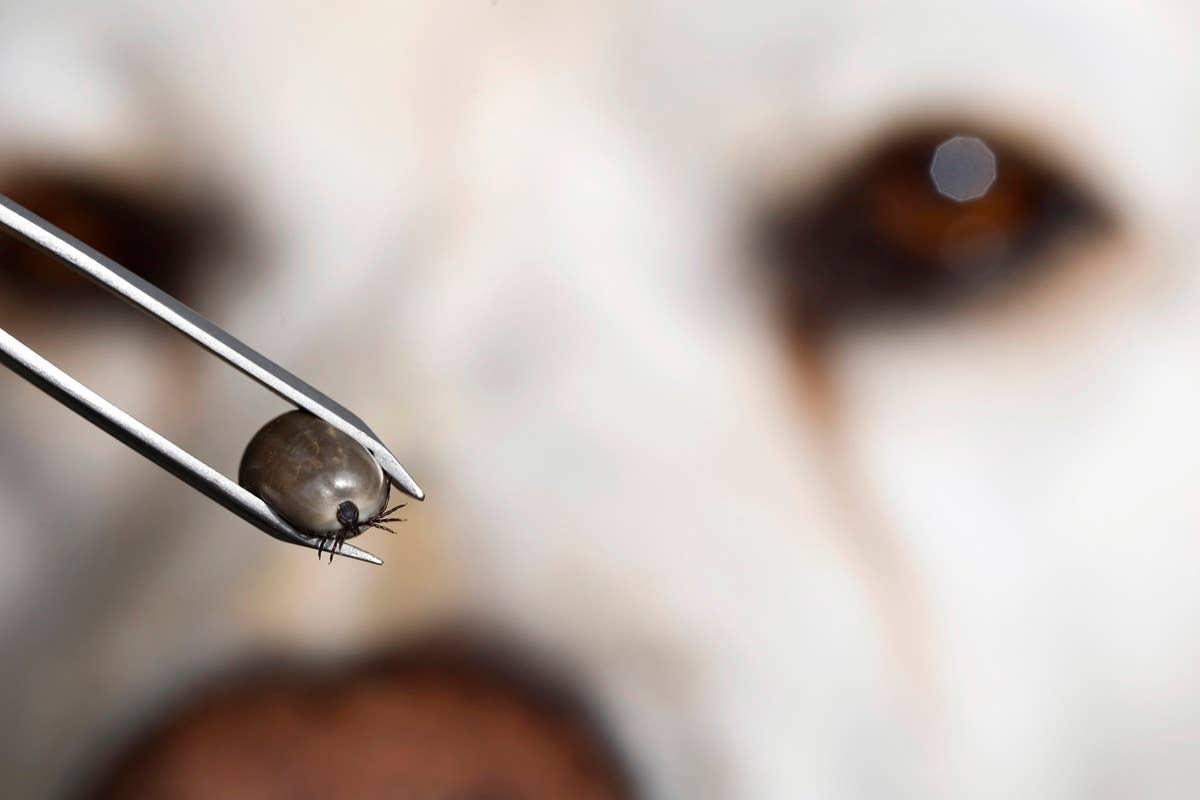  A close up of a tick with a dog in the background.