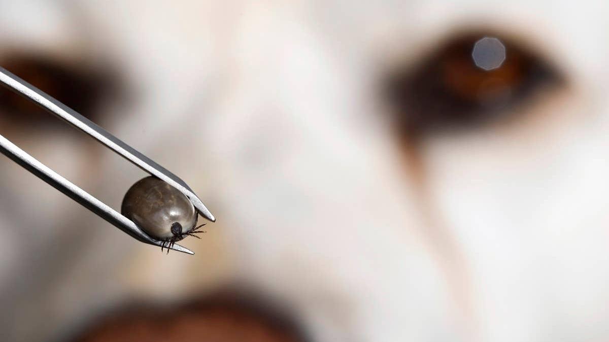  A close up of a tick with a dog in the background.