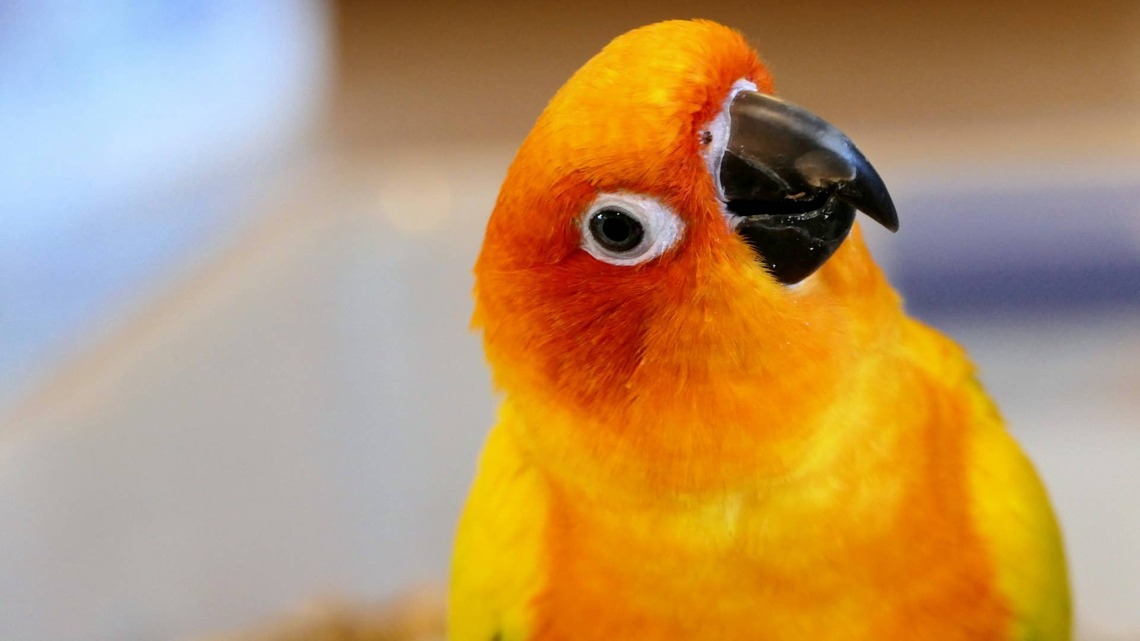Absolutely Adorbale Parrot Falls Asleep in Mom's Arms, and People Can't Handle It 