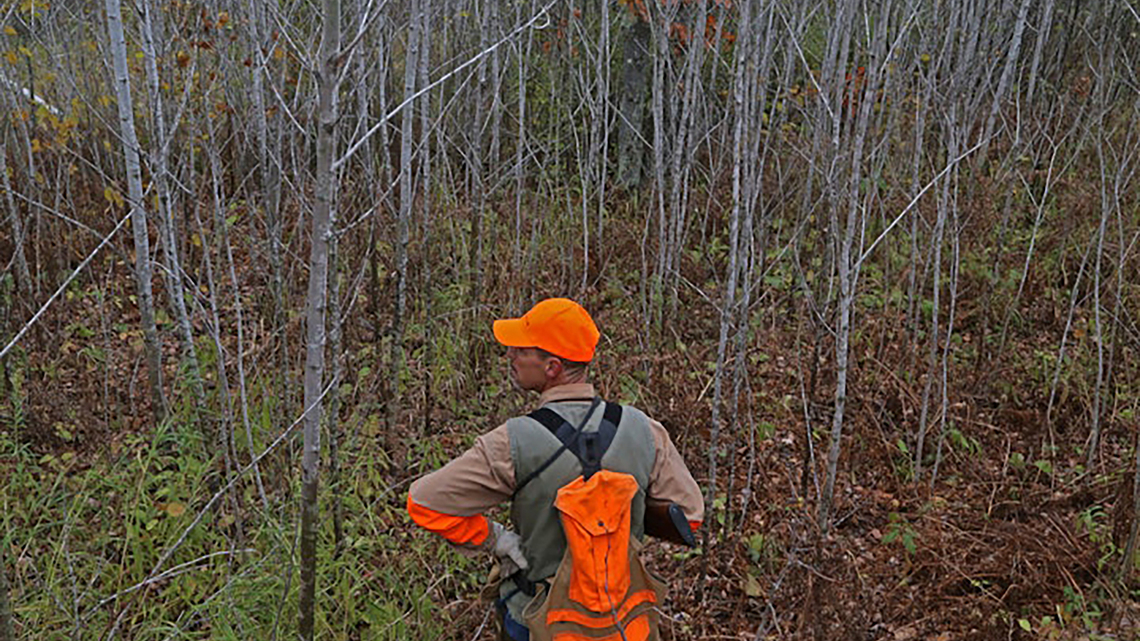 Dennis Anderson: Mysteriously, from spring to fall, some ruffed grouse go missing 