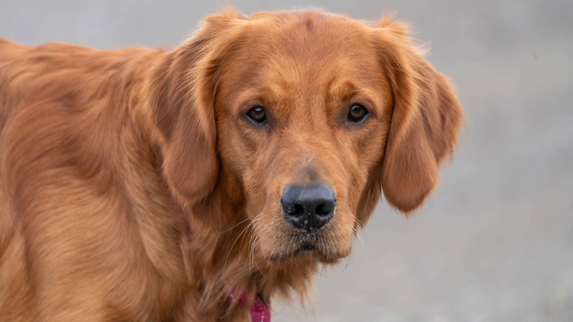 Golden Retriever Stares Down Barista Until He Gets His Pup Cup Like a True Boss King 